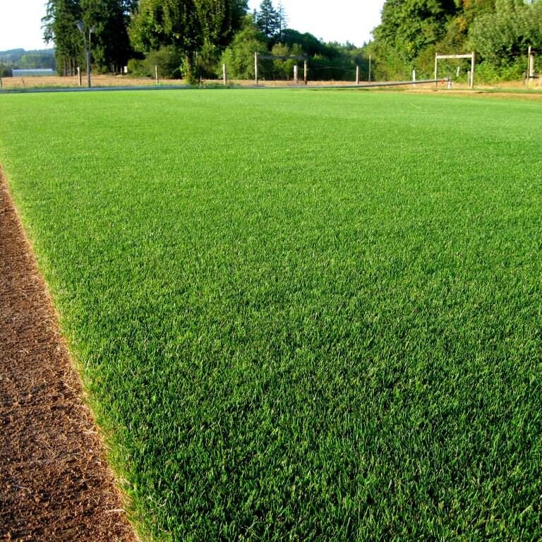 Abbey Lawn Turf Rye Grass Sod Turf Farm Nottingham Leicester Loughborough